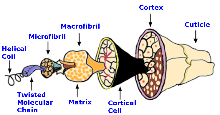 structure of wool