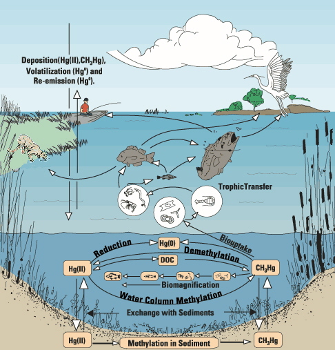 The Mercury Cycle