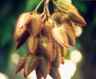 annatto on tree