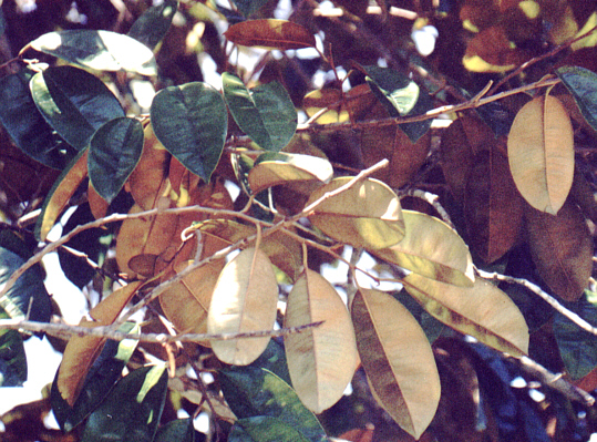 leaves showing 2 colours